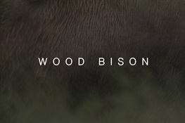 Alaska’s Little-Known Wood Bison Subject of New WCS Film